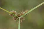 Variable flatsedge